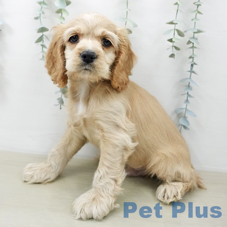 アメリカン・コッカー・スパニエル