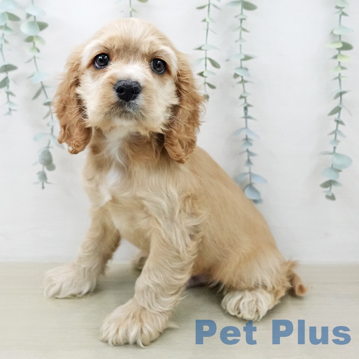 福島県のアメリカンコッカースパニエル (ペットプラス 福島店/2025年12月15日生まれ/男の子/バフ)の子犬の1枚目の画像