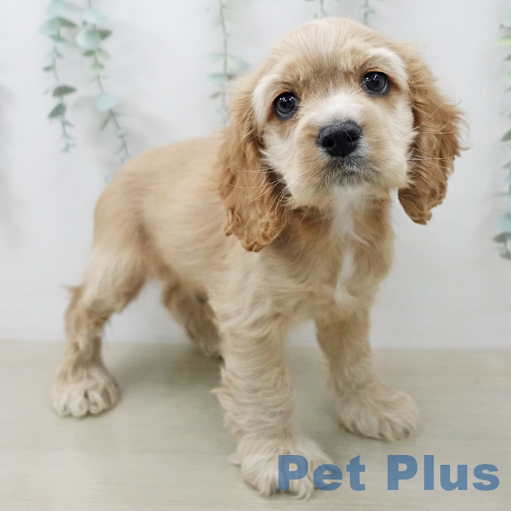 福島県のアメリカンコッカースパニエル (ペットプラス 福島店/2025年12月15日生まれ/男の子/バフ)の子犬の2枚目の画像