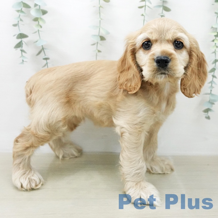 千葉県のアメリカンコッカースパニエル (ペットプラス 幕張新都心店/2025年12月15日生まれ/女の子/バフ)の子犬の1枚目の画像