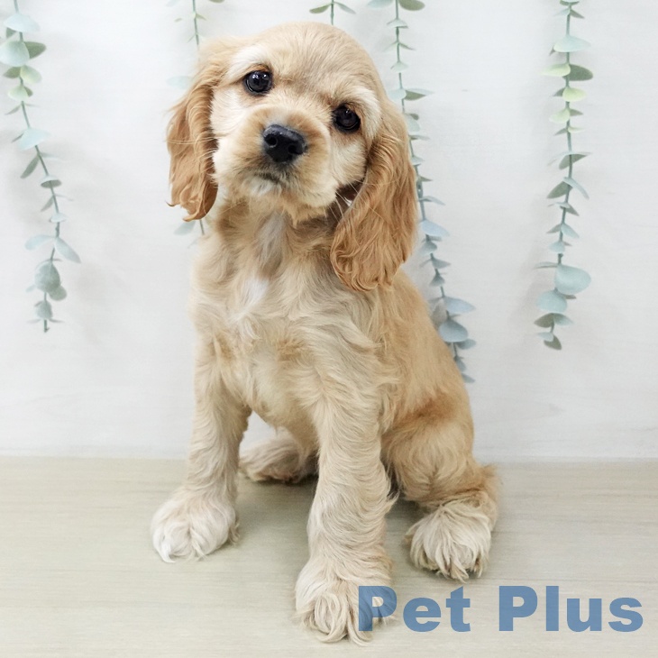 千葉県のアメリカンコッカースパニエル (ペットプラス 幕張新都心店/2025年12月15日生まれ/女の子/バフ)の子犬の2枚目の画像