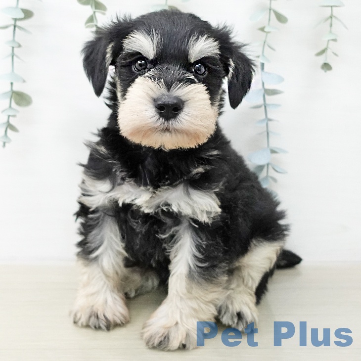 ミニチュア・シュナウザーの写真2