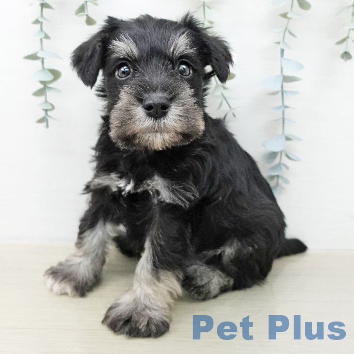 埼玉県のミニチュアシュナウザー (ペットプラス 上尾店/2025年12月23日生まれ/男の子/ブラックシルバー)の子犬の1枚目の画像