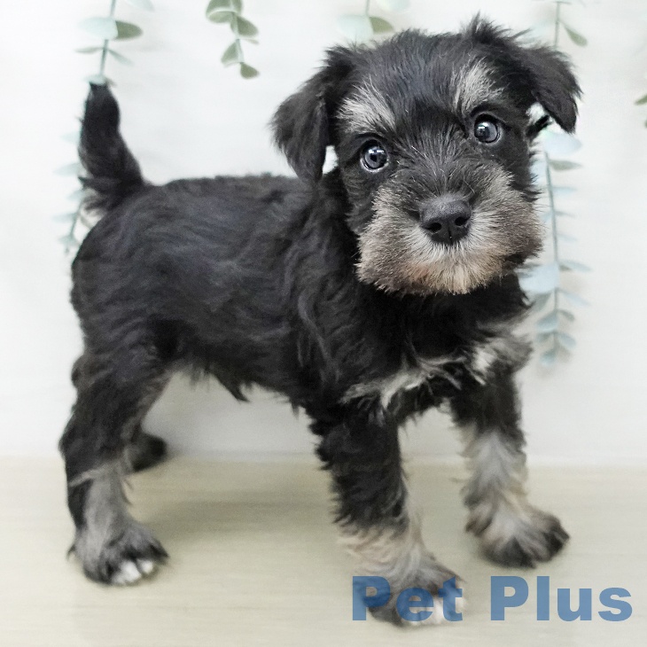 埼玉県のミニチュアシュナウザー (ペットプラス 上尾店/2025年12月23日生まれ/男の子/ブラックシルバー)の子犬の2枚目の画像