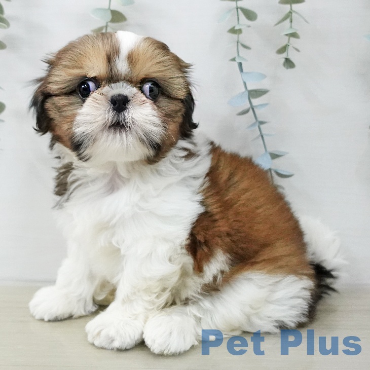 シー・ズーの写真2