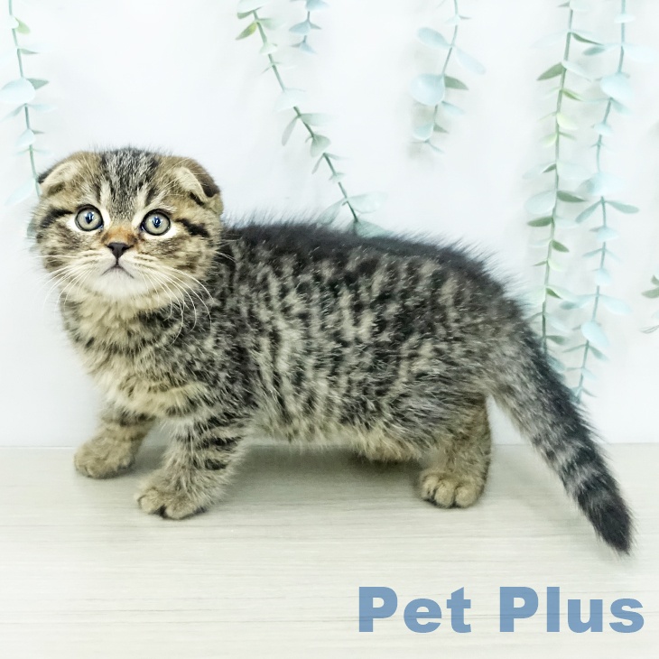 スコティッシュフォールドの写真2