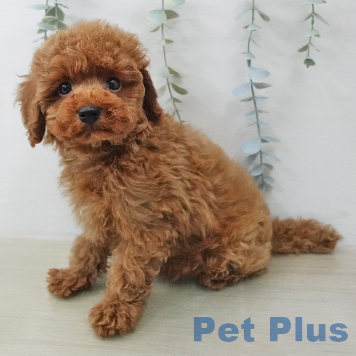 トイ・プードル