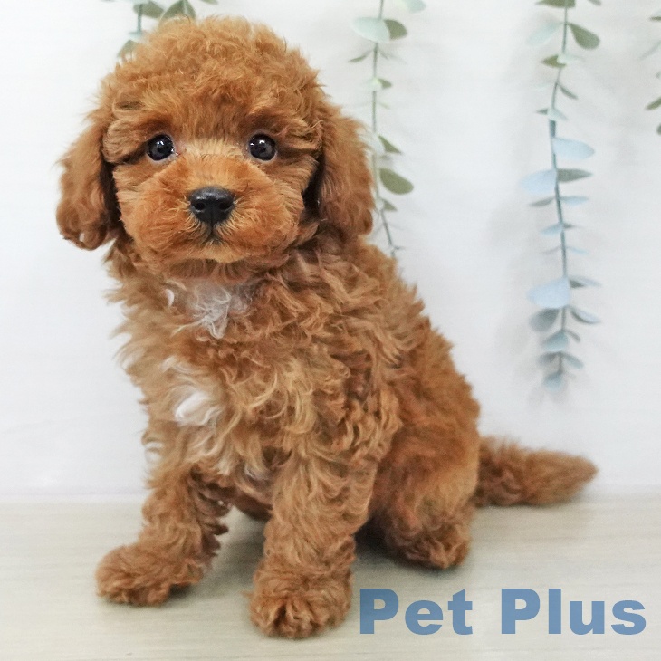 トイ・プードル