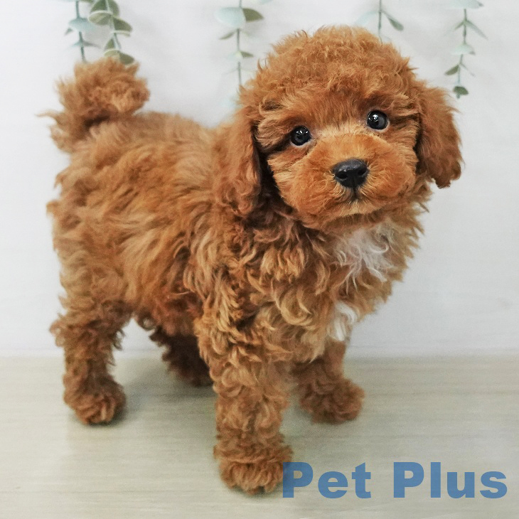 トイ・プードルの写真2