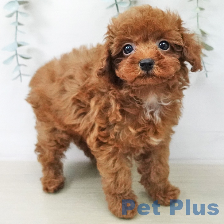 トイ・プードル