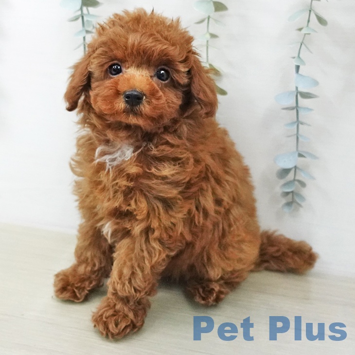 埼玉県のトイプードル(トイ) (ペットプラス 与野店/2025年12月24日生まれ/男の子/レッド)の子犬の2枚目の画像