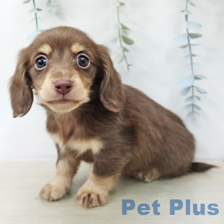 ミニチュア・ダックスフンド