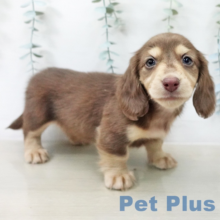 ミニチュア・ダックスフンド