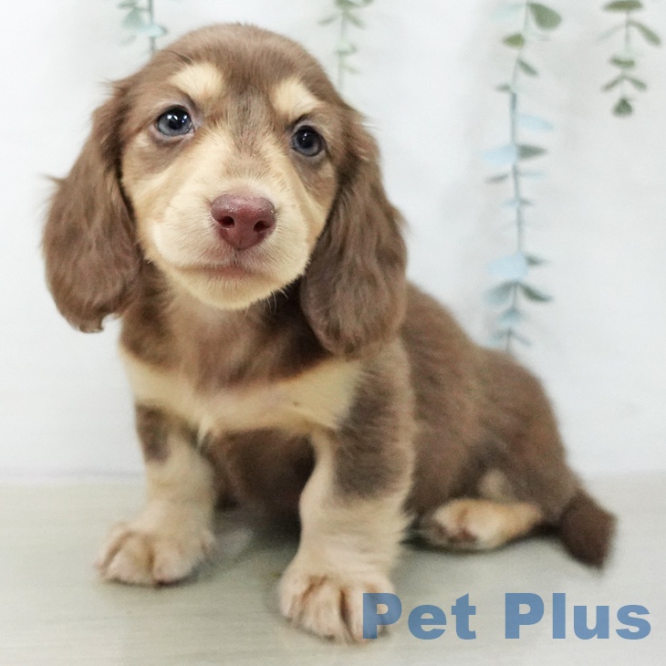 ミニチュア・ダックスフンド