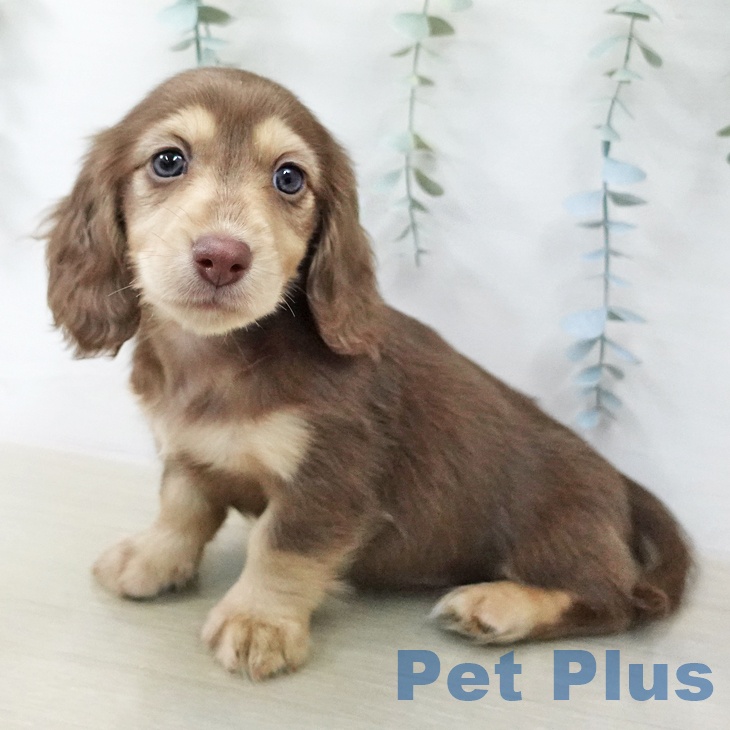 ミニチュア・ダックスフンド