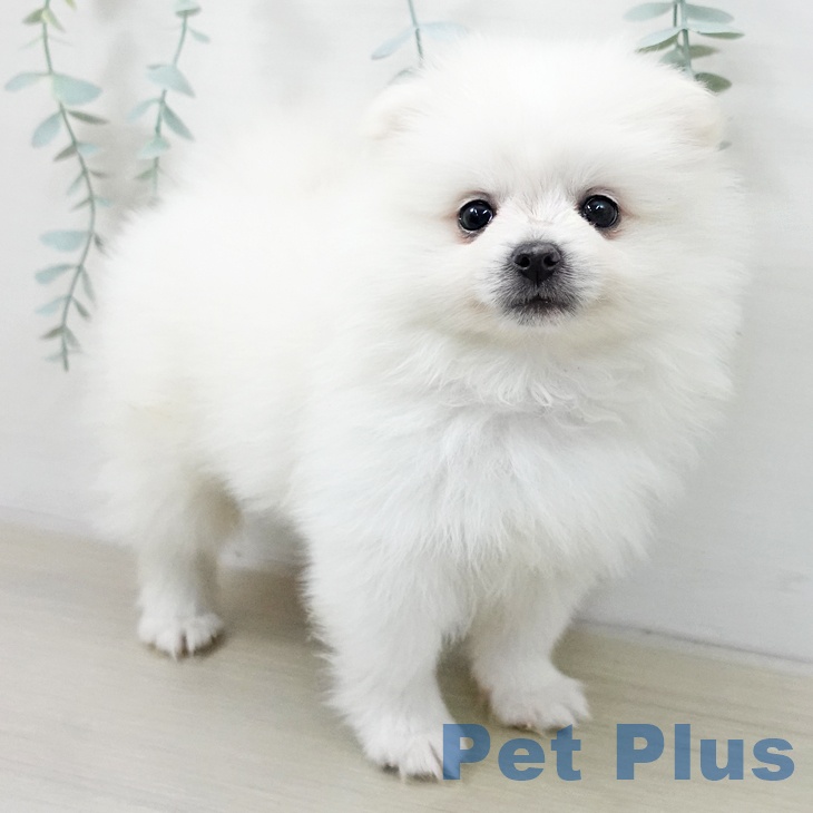 ポメラニアンの写真2