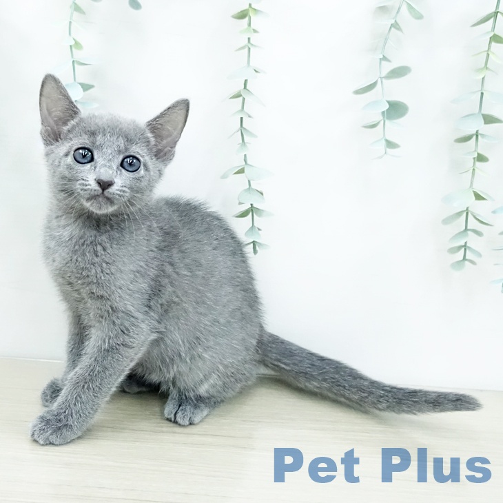 千葉県のロシアンブルー (ペットプラス 幕張新都心店/2025年12月16日生まれ/女の子/ブルー)の子猫の1枚目の画像