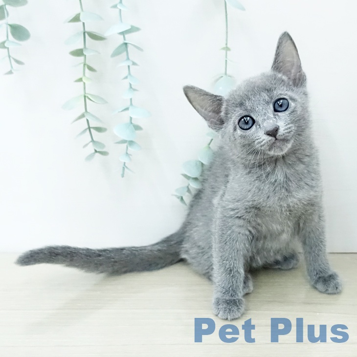 千葉県のロシアンブルー (ペットプラス 幕張新都心店/2025年12月16日生まれ/女の子/ブルー)の子猫の2枚目の画像
