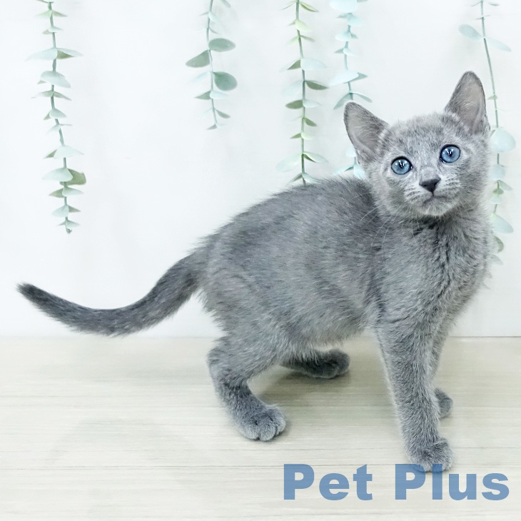 ロシアンブルーの写真2