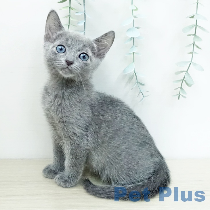 ロシアンブルー