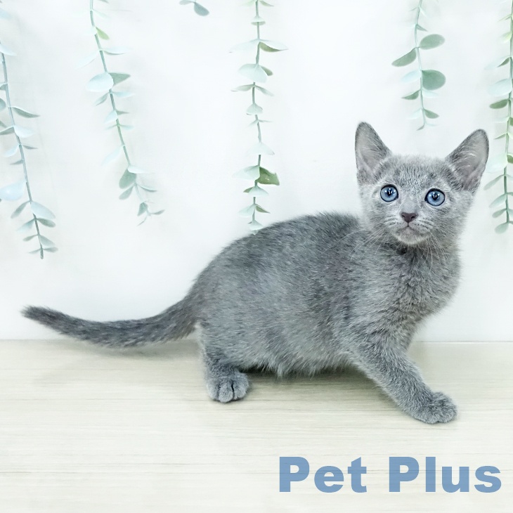 ロシアンブルーの写真2