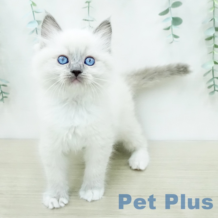 ラグドールの写真2