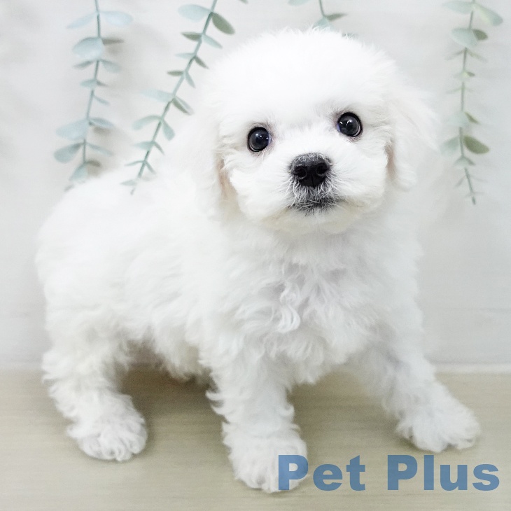 ビション・フリーゼ