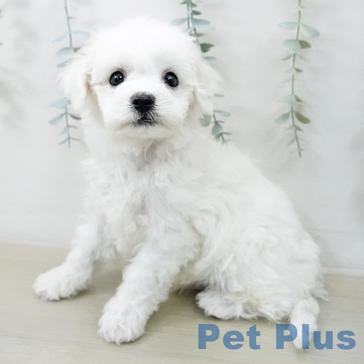 神奈川県のビションフリーゼ (ペットプラス アミーゴ藤沢店/2025年12月23日生まれ/男の子/ホワイト)の子犬の1枚目の画像