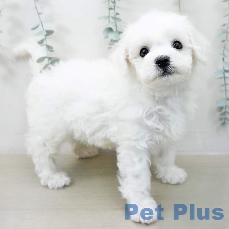 神奈川県のビションフリーゼ (ペットプラス アミーゴ藤沢店/2025年12月23日生まれ/男の子/ホワイト)の子犬の2枚目の画像