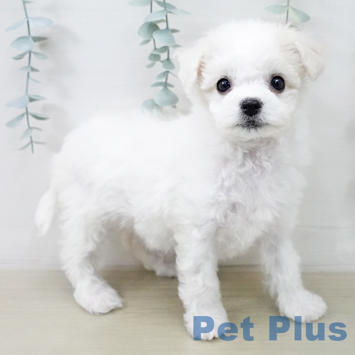 ビション・フリーゼ