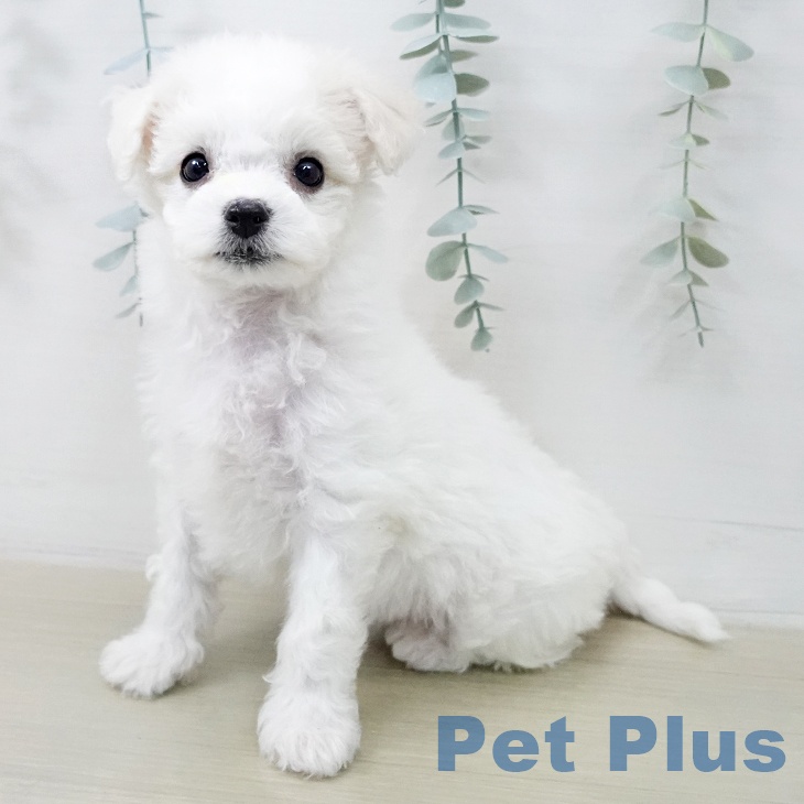 ビション・フリーゼの写真2