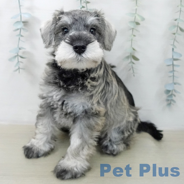 ミニチュア・シュナウザーの写真2