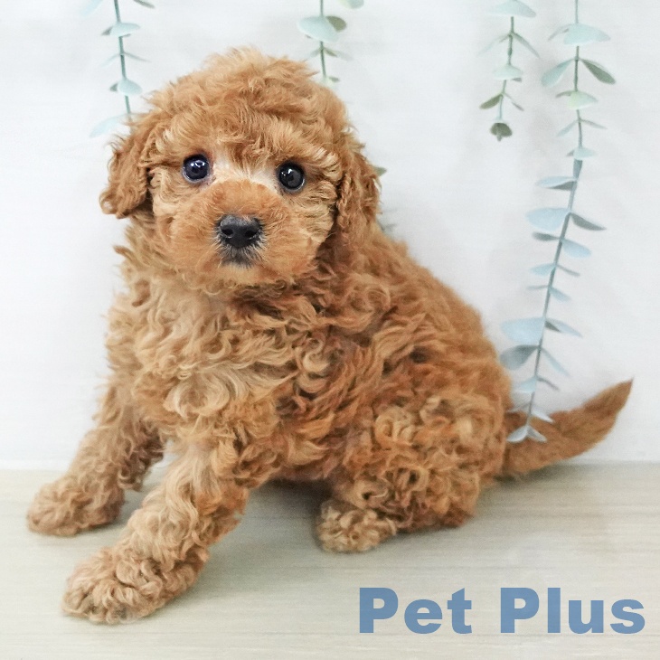 埼玉県のトイプードル(トイ) (ペットプラス 川口店/2025年12月24日生まれ/女の子/アプリコット)の子犬の1枚目の画像