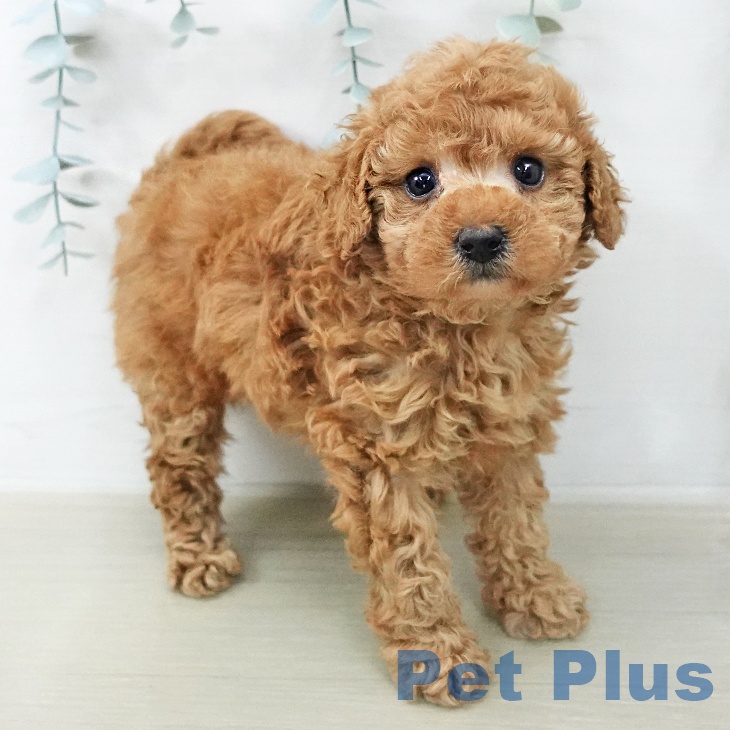 埼玉県のトイプードル(トイ) (ペットプラス 川口店/2025年12月24日生まれ/女の子/アプリコット)の子犬の2枚目の画像