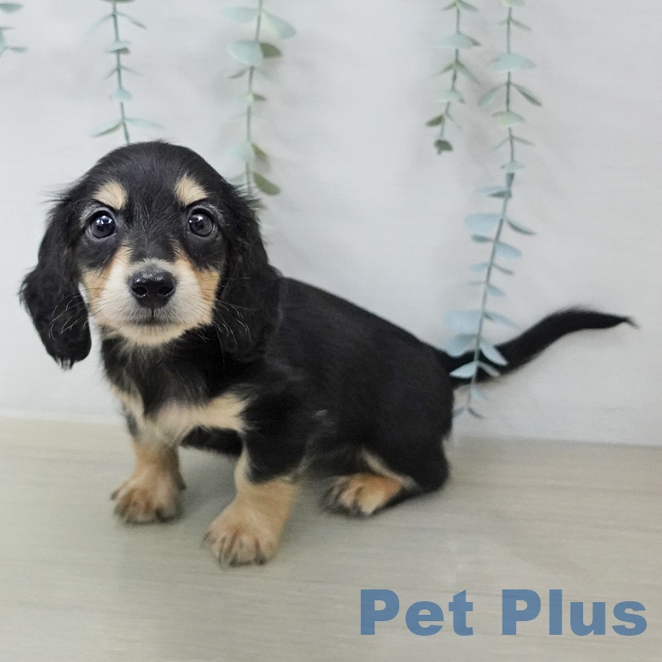 ミニチュア・ダックスフンド