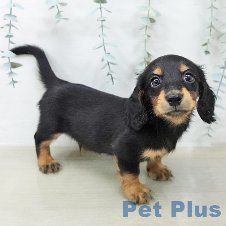 ミニチュア・ダックスフンドの写真2