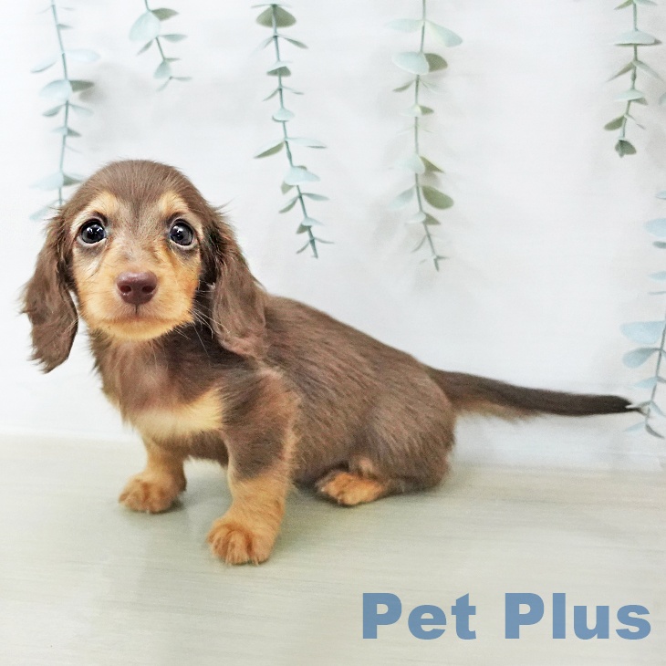 神奈川県のミニチュアダックスフンド(ロング) (ペットプラス テラスモール湘南店/2025年12月24日生まれ/男の子/チョコレートタン)の子犬の1枚目の画像