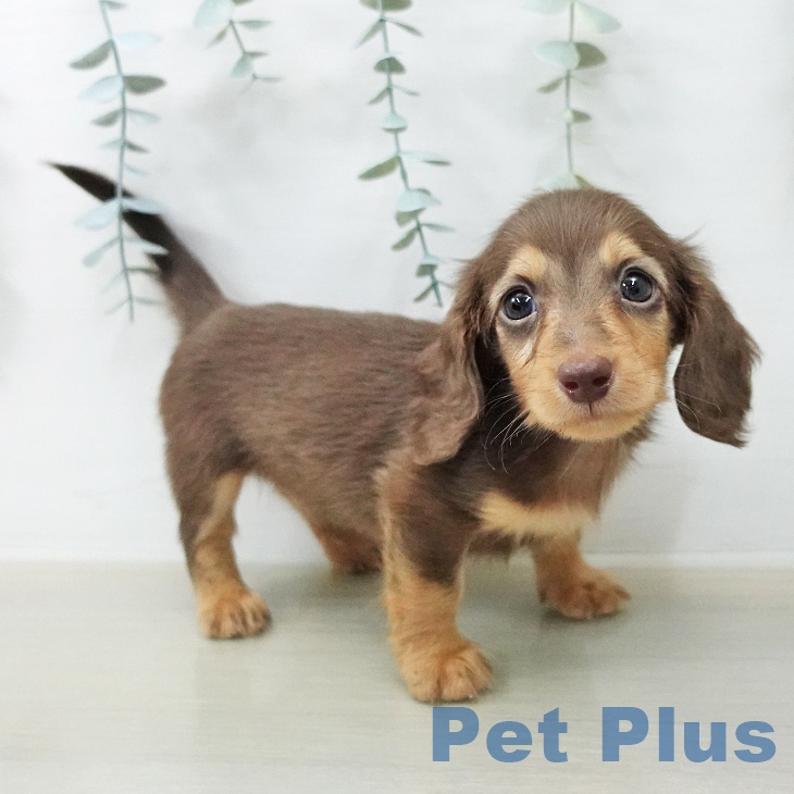 神奈川県のミニチュアダックスフンド(ロング) (ペットプラス テラスモール湘南店/2025年12月24日生まれ/男の子/チョコレートタン)の子犬の2枚目の画像