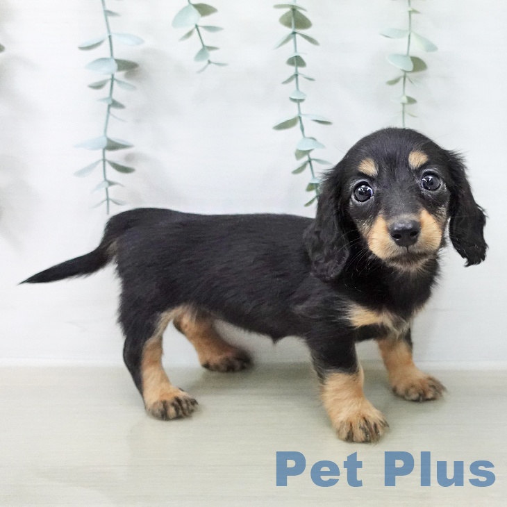 ミニチュア・ダックスフンドの写真2