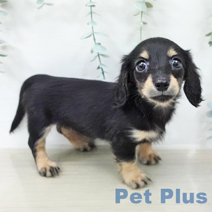 ミニチュア・ダックスフンド