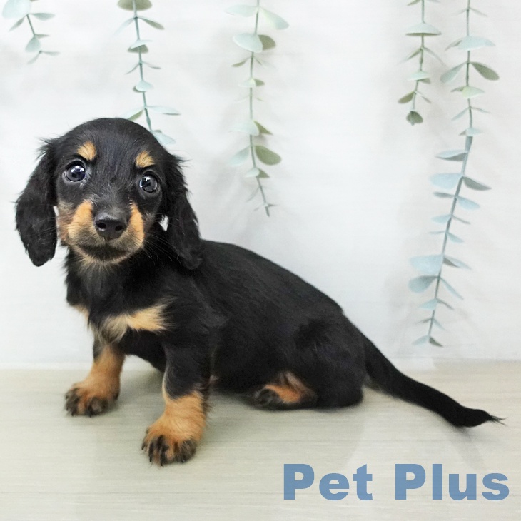 ミニチュア・ダックスフンドの写真2