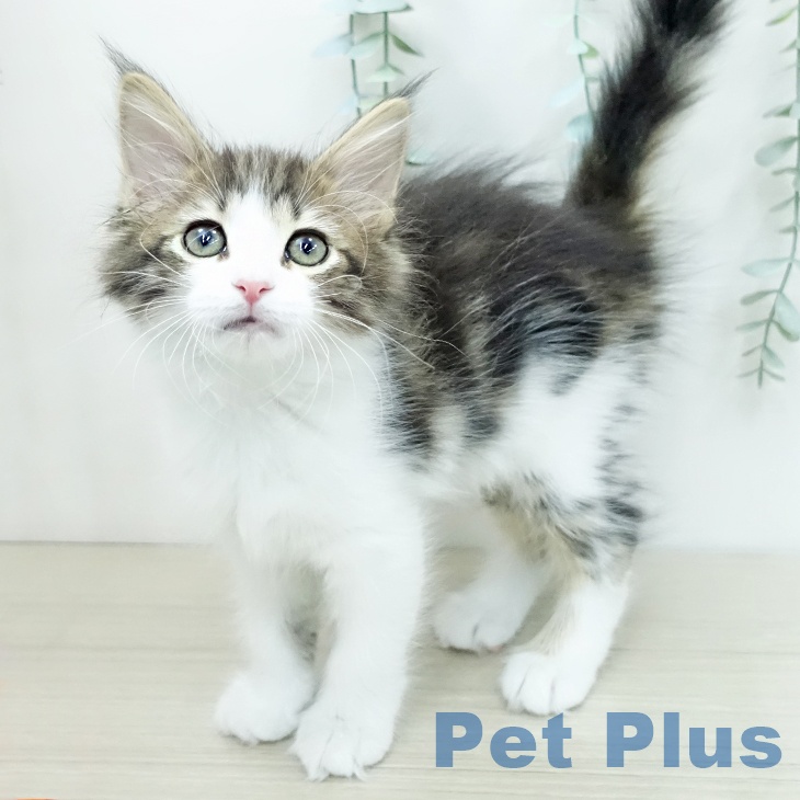 サイベリアンの写真2