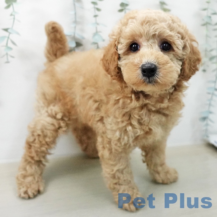 トイ・プードルの写真2