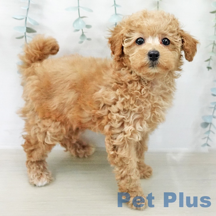 トイ・プードル