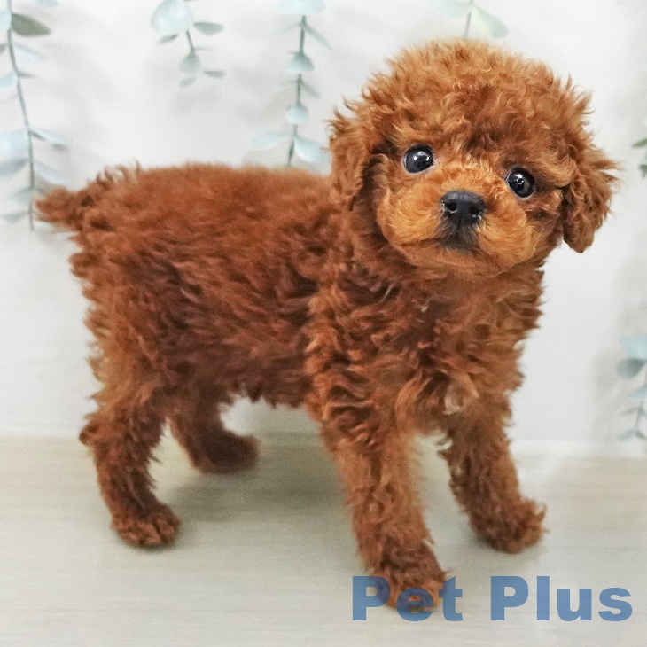 トイ・プードルの写真2