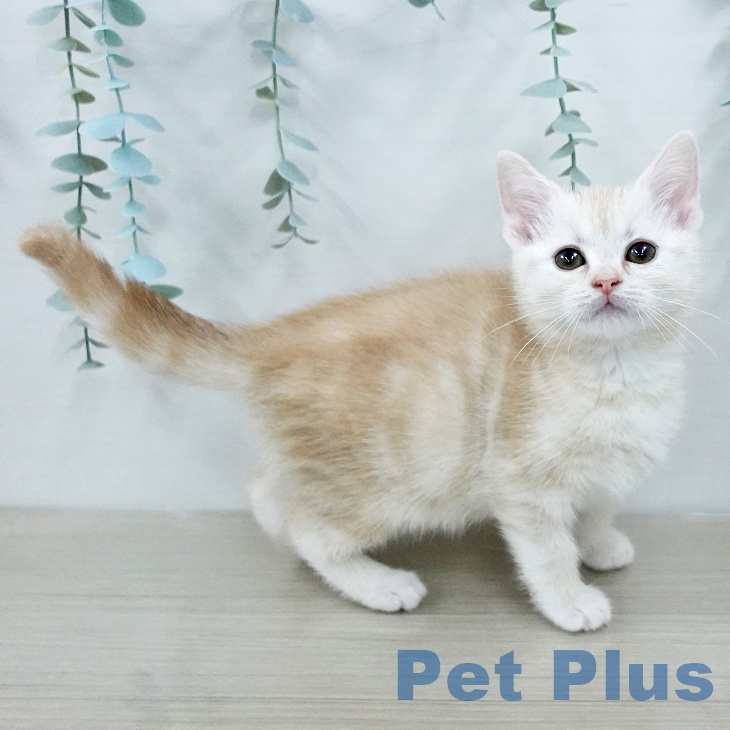 アメリカンショートヘア