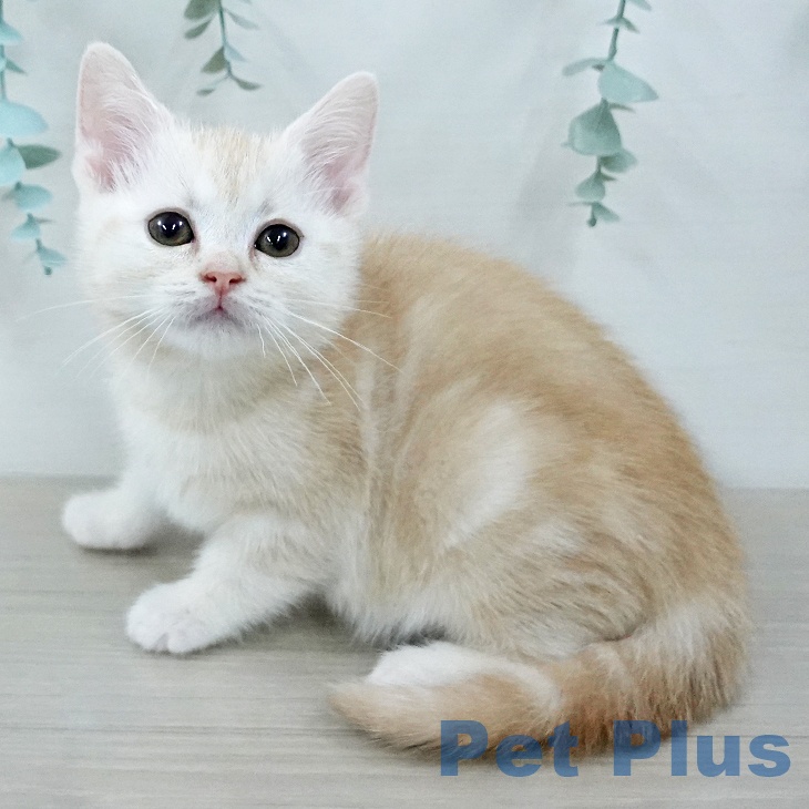 アメリカンショートヘアの写真2