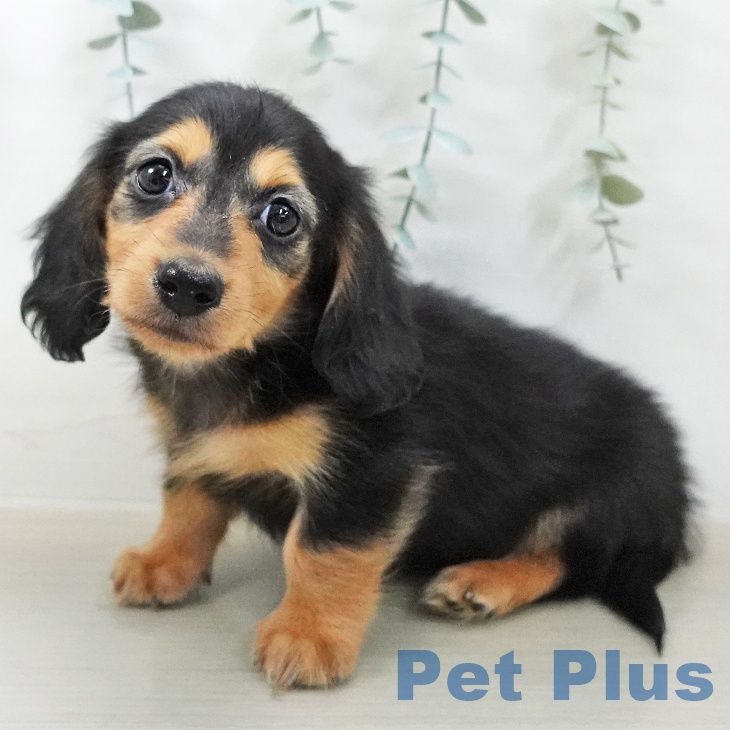 カニーンヘン・ダックスフンド