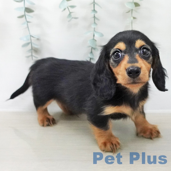 カニーンヘン・ダックスフンドの写真2