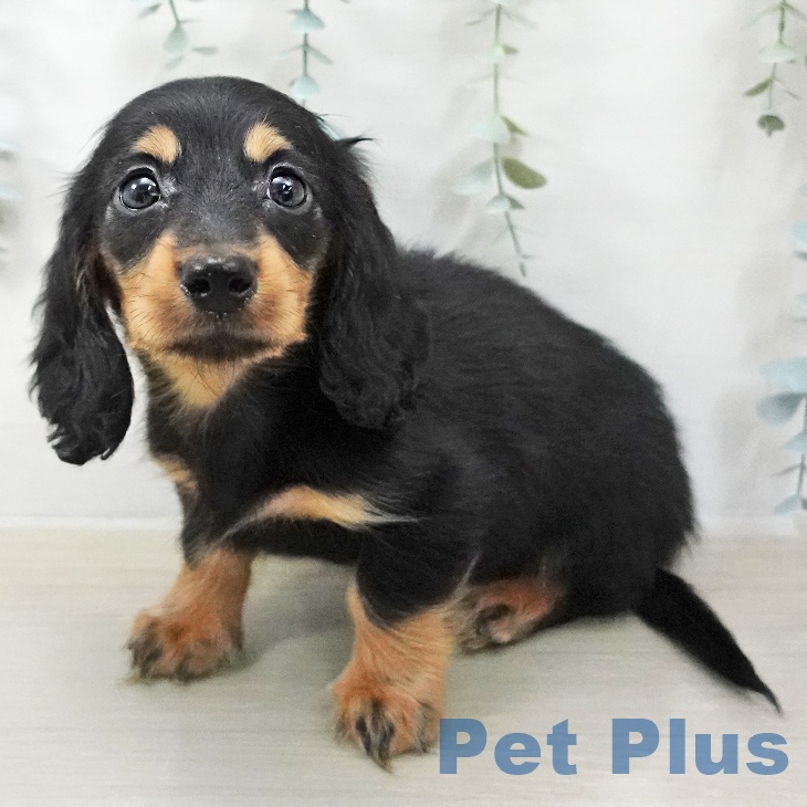 カニーンヘン・ダックスフンド